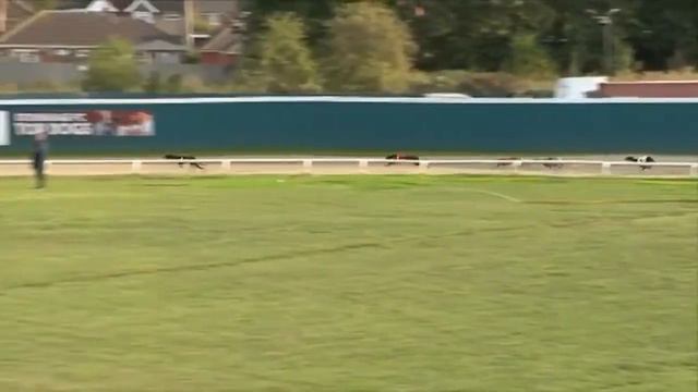 Bubbly Panther In Trap 1 Coming 5th In His Race At Henlow. Xxx смотреть онлайн