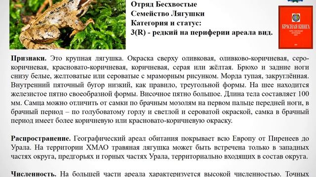 Красная книга ХМАО Животные Земноводные смотреть онлайн