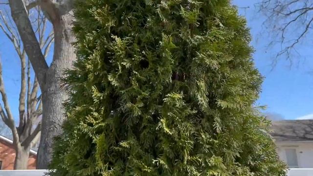 Уход за туями весной и черенкование.