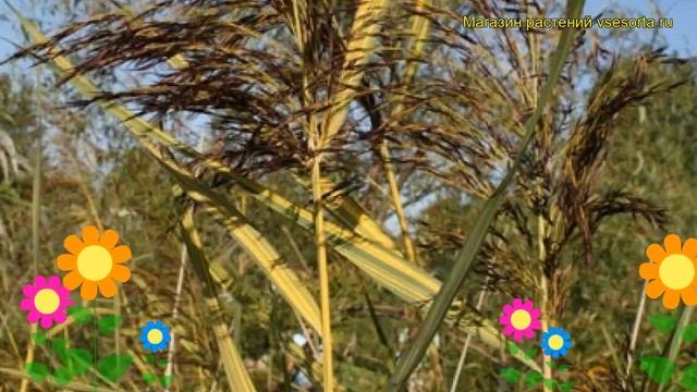 Тростник южный Вариегатус. Краткий обзор, описание характеристик Phragmites Australis Variegatus