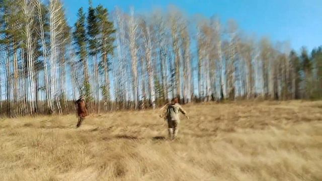 весенняя 2017 Поле Дубки Спаниели челнок и подача живого перепела дрессировка смотреть онлайн