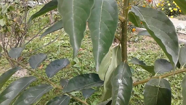 Хурма смотреть онлайн