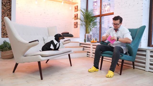 Doctor, please, help me! Cute & funny dachshund dog video! смотреть онлайн