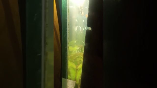 Мальки меченосцев (и креветки)