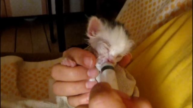 Как кормили котёнка kitten funny смотреть онлайн