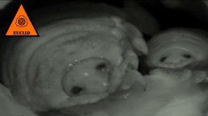 SCP 150 'Протезный Паразит'