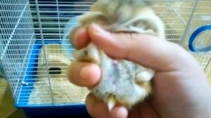 Как отличить мальчика хомяка от девочки