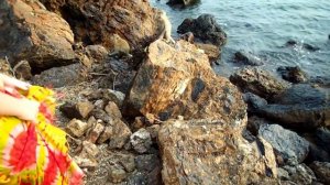 Обезьянки спариваются