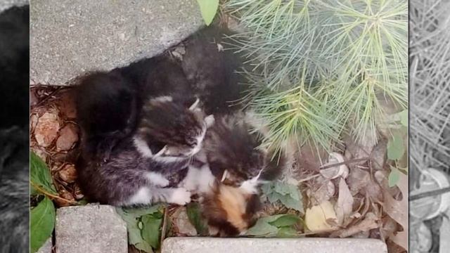 Женщина подобрала в своём саду крошечных котят, а спустя 2 месяца она делает неожиданное открытие смотреть онлайн
