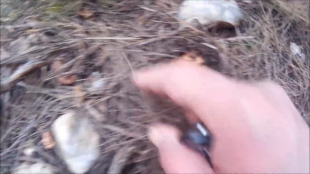 A la caza del níscalo, buscando robellones Lactarius Deliciosus смотреть онлайн