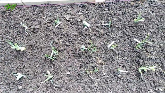 Покупка лилейников в Краснодарском крае, продолжение. Что выросло летом. смотреть онлайн