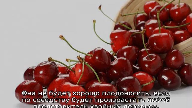 Сколько раз в жизни плодоносит вишня смотреть онлайн