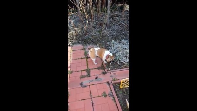 Французский бульдог Варенька: поездка на дачу/French bulldog Barbara: a trip to the country смотреть онлайн