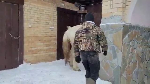 Кобыла орловской породы 7лет цена 150 +79521415242 смотреть онлайн