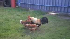 Драки куриц.