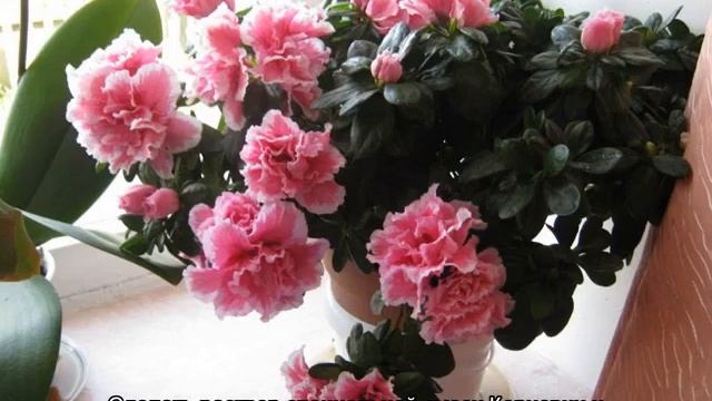 Азалия — уход в домашних условиях после покупки