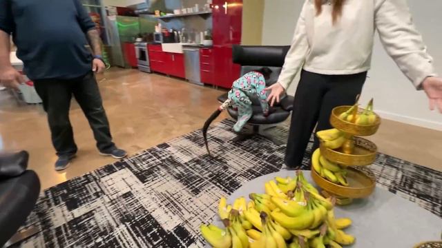 I Let A REAL Monkey Control My Life! 🐒 смотреть онлайн