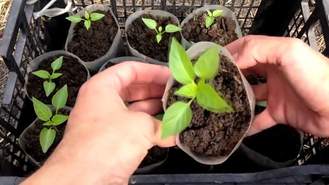 Сроки высадки перца на рассаду Когда высаживать перец на рассаду смотреть онлайн