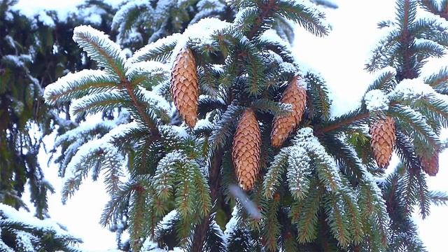 Замела метелица город мой смотреть онлайн