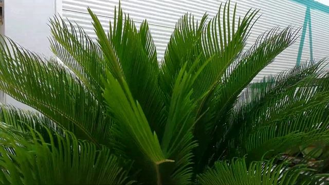 Cycas revoluta смотреть онлайн