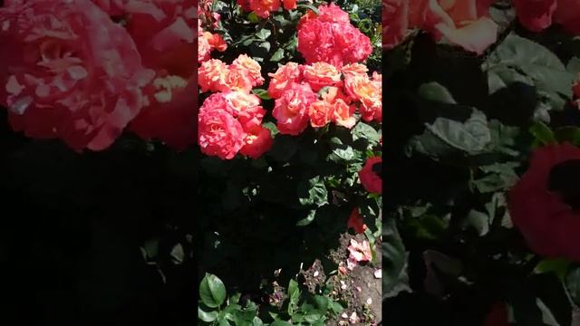 Роза Христофор Колумб смотреть онлайн