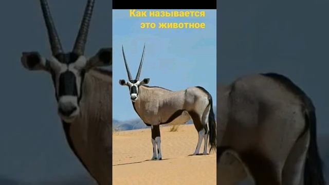 как называется это животное смотреть онлайн