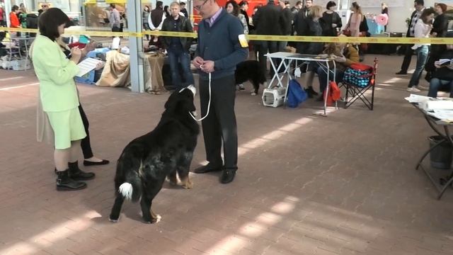 Маламут и бернская овчарка. Выставка собак Одесса. День 2. Одесса. Ривьера. Любители животных. Dog. смотреть онлайн