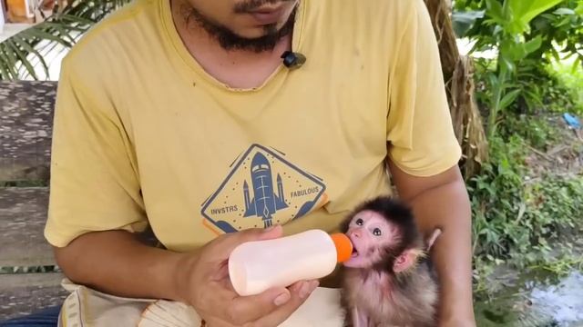 Strange Behavior Of Newborn Baby Monkey Nomi,doesn't Want To Eat Fruit And Drink Milk,what's Wrong⁉