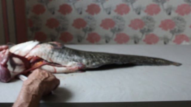 Что в желудке у пятикилограммового сома... смотреть онлайн