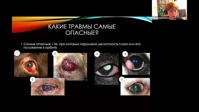 Глаза Кавалеров -  болезни и уход