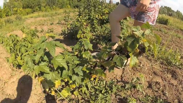 ЭКСПЕРТНАЯ ДЕГУСТАЦИЯ 16-ти СОРТОВ СМОРОДИНЫ + результат ошибки. смотреть онлайн