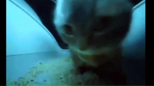 Chipi Chipi Chapa Chapa Original vs Phonk vs Remix All Version