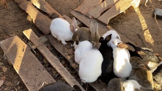 Вольерное содержание кроликов/плюсы и минусы смотреть онлайн
