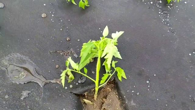 Посадка томатов на спанбонд. Огород в начале мая смотреть онлайн