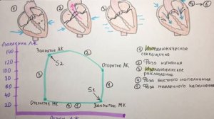 СЕРДЦЕ: Фазы сердечного цикла