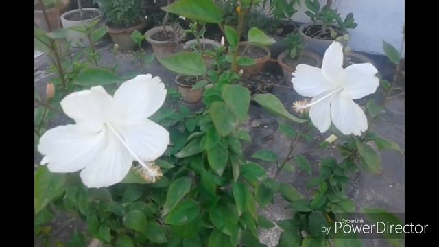 गुड़हल के पौधे से ज़्यादा 🌺फूल पाने का सीक्रेट || अभी इसे अपने गुड़हल के पौधे मे डाल कर देखिए। смотреть онлайн