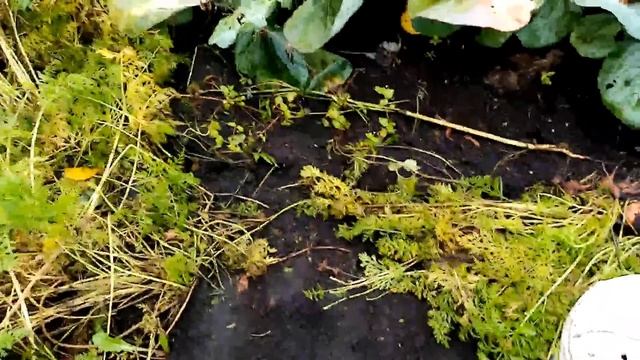Убираю??? Морковь Разных СОРТОВ!!! Показываю УРОЖАЙ.????. 2 октября 2022г. смотреть онлайн