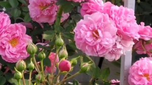 Роза с которой никогда не расстанусь. John Davis.