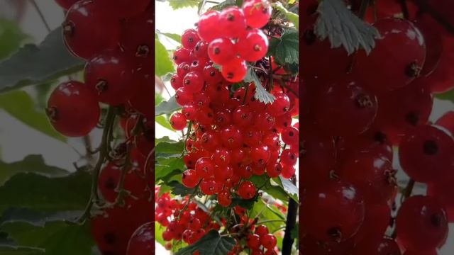 27.06 календарь цветения цфо, #розы, тимьян, красота , гвоздика #сад #plant #flower #garden #дача смотреть онлайн