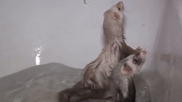 Хорьки, котики и милая блондинка смотреть онлайн