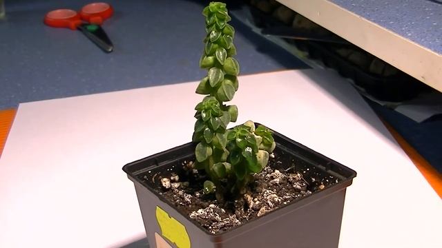 Peperomia columella смотреть онлайн