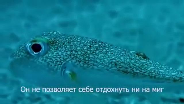 Гениальная рыба -художник творит шедевр ??? смотреть онлайн