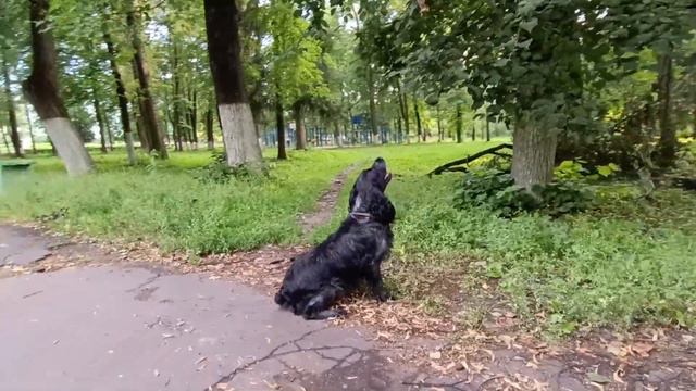 русский спаниель Шустрик и другие смотреть онлайн