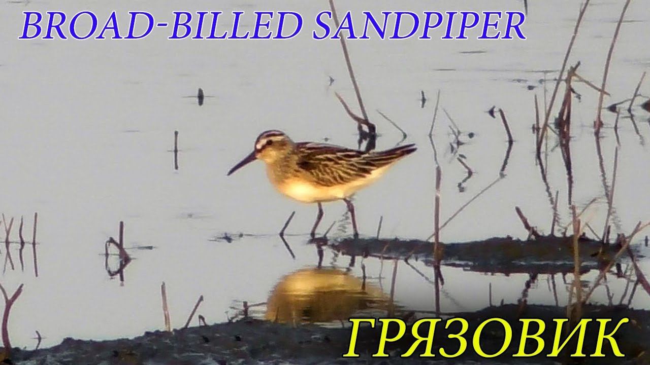 Грязовик / Broad-billed sandpiper / Gambecchio frullino смотреть онлайн
