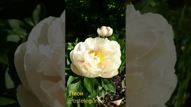 Пион Pastelegance #пионы #pyon #pastelegance #пионпастелеганс #бодровцветовод смотреть онлайн
