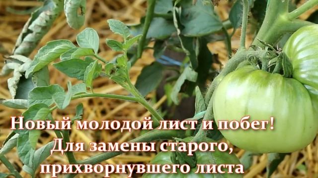 Мало кто это знает. Как обрезать листья томатов в открытом грунте или теплице для хорошего урожая. смотреть онлайн