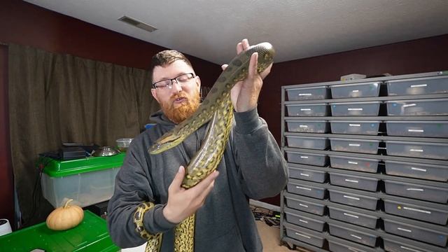 BIG SNAKES !!!! Beautiful BURMESE PYTHON , 2 - GREEN ANACONDA'S .. my Favorite REPTILES !!! смотреть онлайн