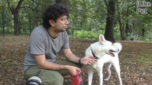 Западносибирская лайка.  Особенности. Уход