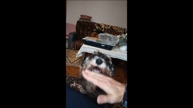 Цверг Тоби. Разве такому псу можно отказать...