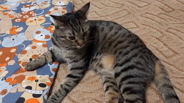 Поздравление кота с новым годом!! смотреть онлайн